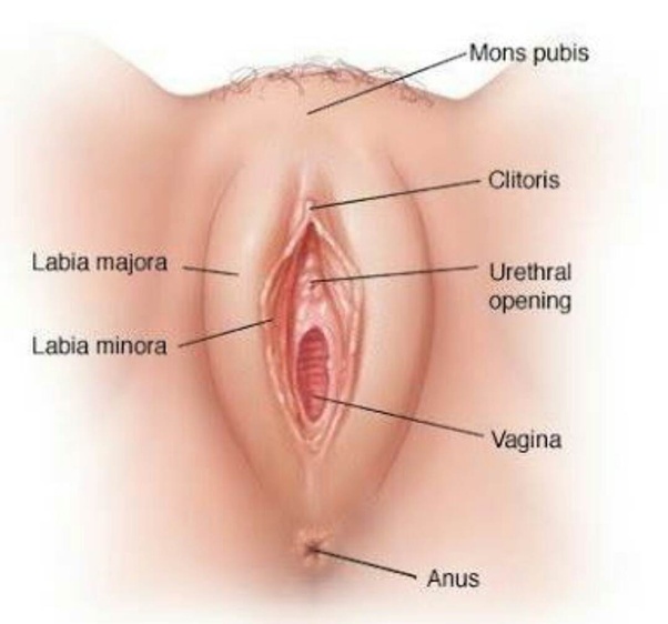 vagina sex long