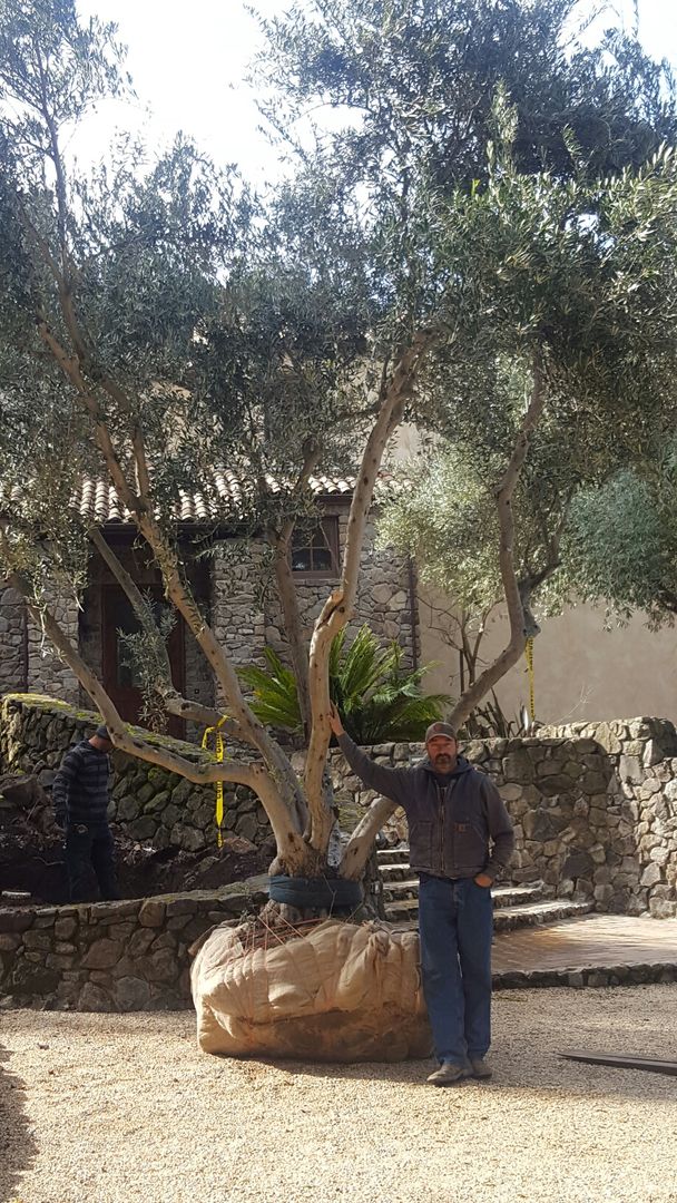 buy olive to trees mature