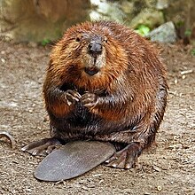 beaver exotic chew east asian