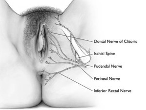 and pain vulva pudendal nerve