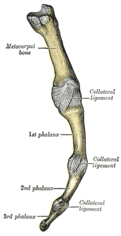 collateral thumb ligament of