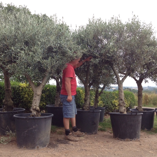 to mature trees olive buy