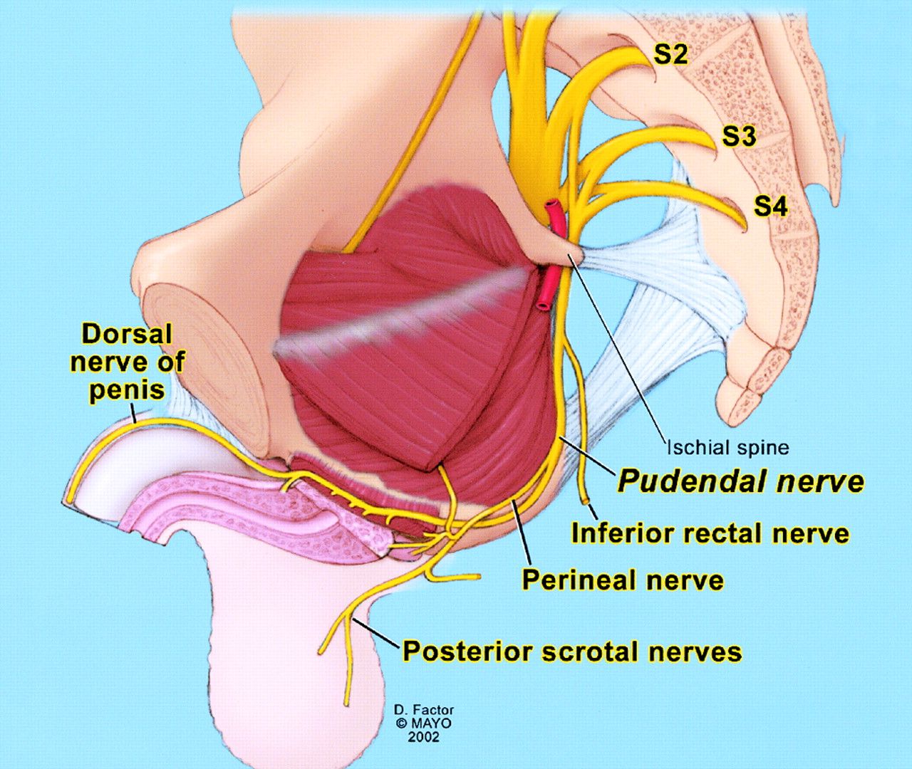 and pain vulva pudendal nerve